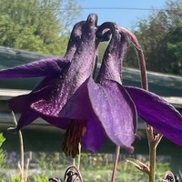 Aquilegia kuhistanica